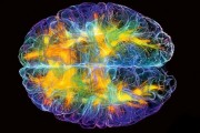 5 полезных фактов о возможностях вашего мозга 